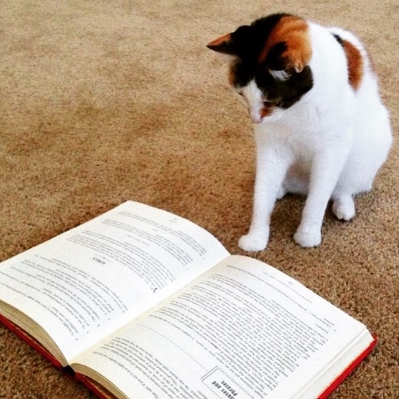 Men/kids/women/home/pet/electronics - Picture 2 of 2